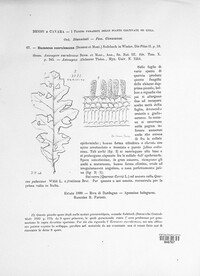 Exoascus caerulescens image